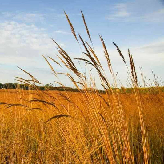 Tall Native Grass Seed Mix Of Bluestems, Switchgrass, Indian Grass Seeds - 1 Lb